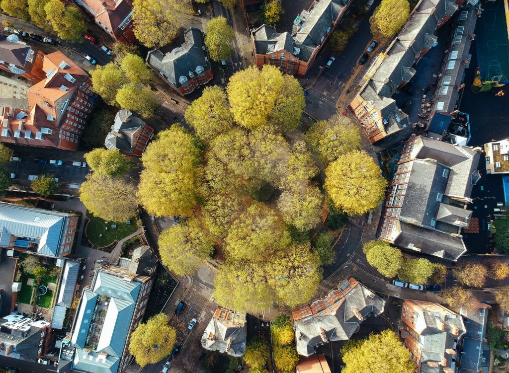 A tree from above